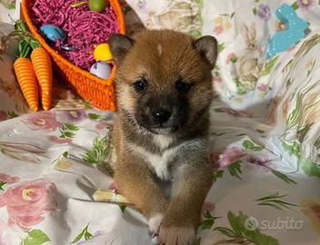 Cuccioli di Shiba inu maschi e femmine disponibili