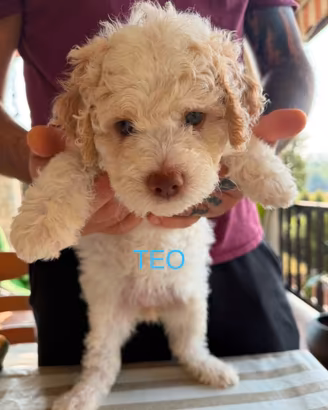 Cuccioli di lagotto romagnolo