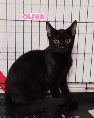 Oliva gattina nera di 4 mesi