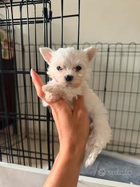 Maltese
