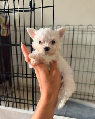 Maltese