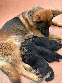 Cuccioli di pastore Tedesco