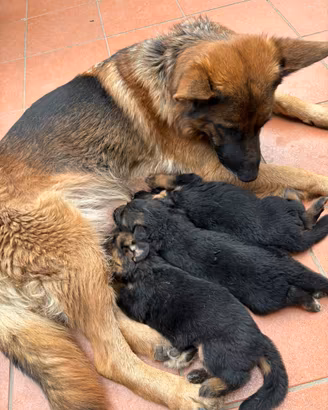 Cuccioli di pastore Tedesco