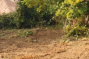 Terreno agricolo