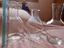 Immagine 1