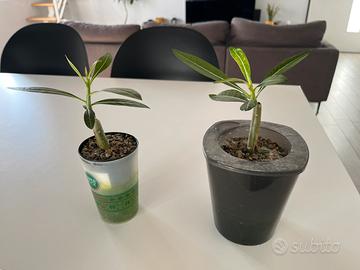 Adenium obesum (rosa del deserto) idrocoltura