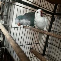 Coppia parrocchetto monaco