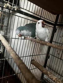 Coppia parrocchetto monaco