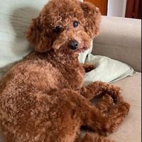 Barboncino maschio disponibile per monta