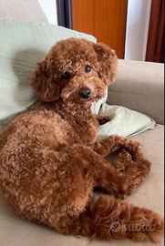 Barboncino maschio disponibile per monta