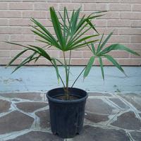 palma pianta in vaso giardino