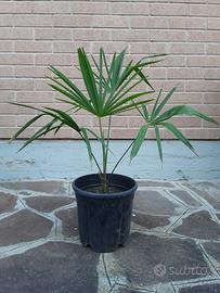 palma pianta in vaso giardino
