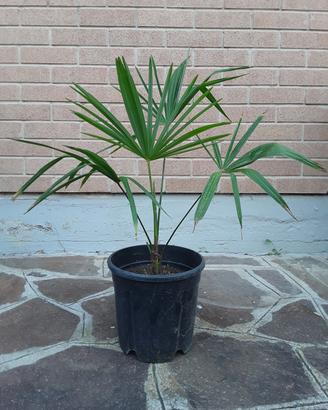 palma pianta in vaso giardino