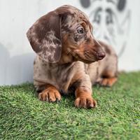 Bassotto arlecchino Kaninken