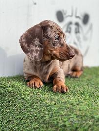 Bassotto arlecchino Kaninken