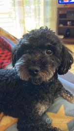 Barboncino nano per monta