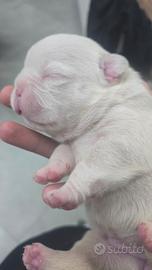 Bulldog francesi esotici