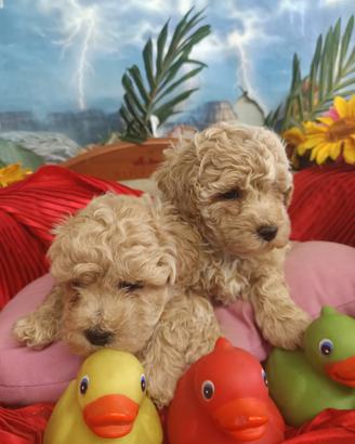 == Cuccioli Colore Intenso Cuccioli Malti-Poo ==