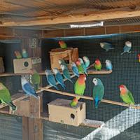 Inseparabili roseicollis maschi e femmine