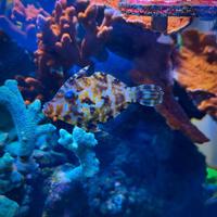 Pesce tomentosus