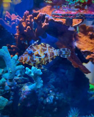 Pesce tomentosus