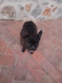 Bulldog francese