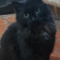 Gattina adulta