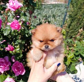 Spitz di Pomerania nani
