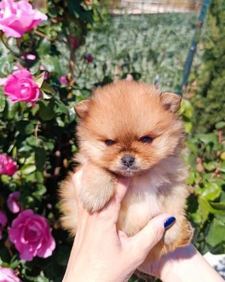Spitz di Pomerania nani