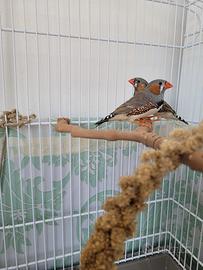 Diamante Mandarino (Bengalino)