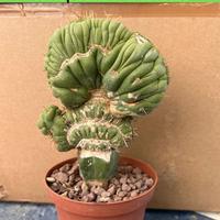 Eulychnia castanea cv. varispiralis pianta grassa