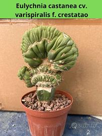 Eulychnia castanea cv. varispiralis pianta grassa