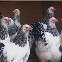 Brahma bianco Columbia orlato nero - wyandotte