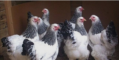 Brahma bianco Columbia orlato nero - wyandotte