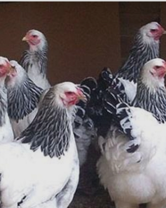 Brahma bianco Columbia orlato nero - wyandotte