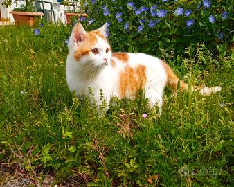Cucciolo Scottish di tre mesi bianco e rosso