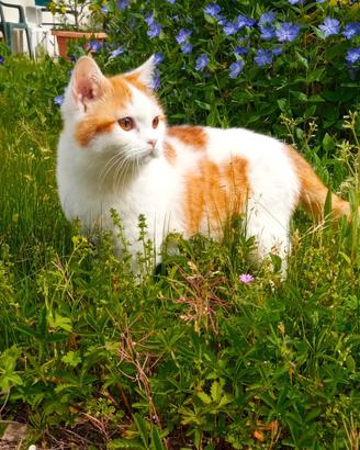 Cucciolo Scottish di tre mesi bianco e rosso