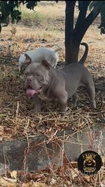American bully exotic