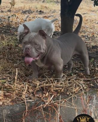 American bully exotic