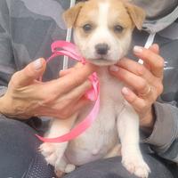 CENERINA cucciola taglia media contenuta