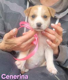 CENERINA cucciola taglia media contenuta