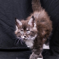 Cuccioli di Maine Coon