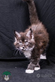 Cuccioli di Maine Coon