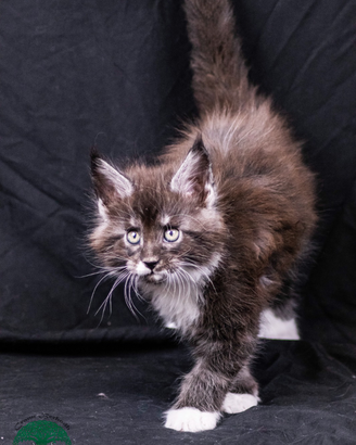 Cuccioli di Maine Coon