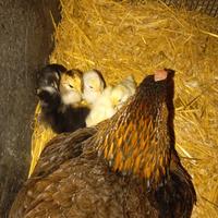 Galline di razze Ornamentali