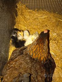 Galline di razze Ornamentali