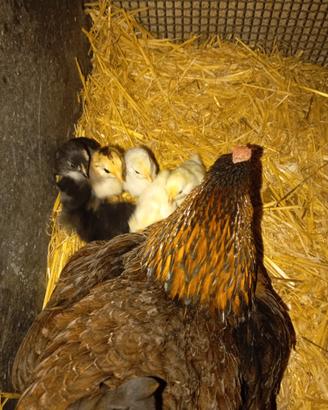 Galline di razze Ornamentali