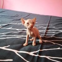 Cuccioli di Canadian Sphynx