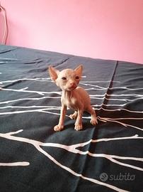 Cuccioli di Canadian Sphynx