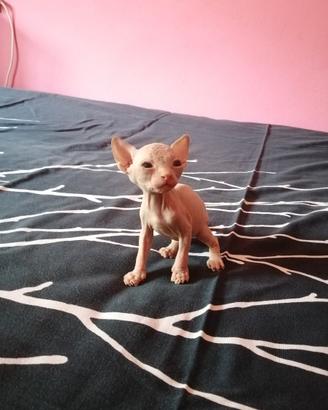 Cuccioli di Canadian Sphynx